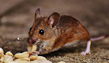 24 Hour & Emergency Exterminators in East Orange, NJ